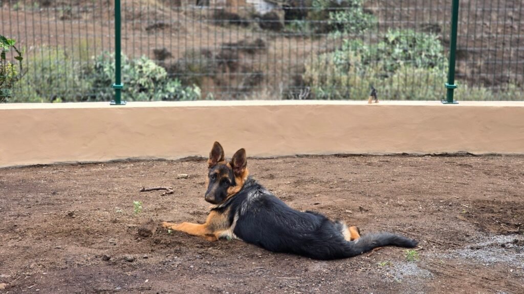 Guardería Canina Gran Canaria – residencia canina en Las Palmas