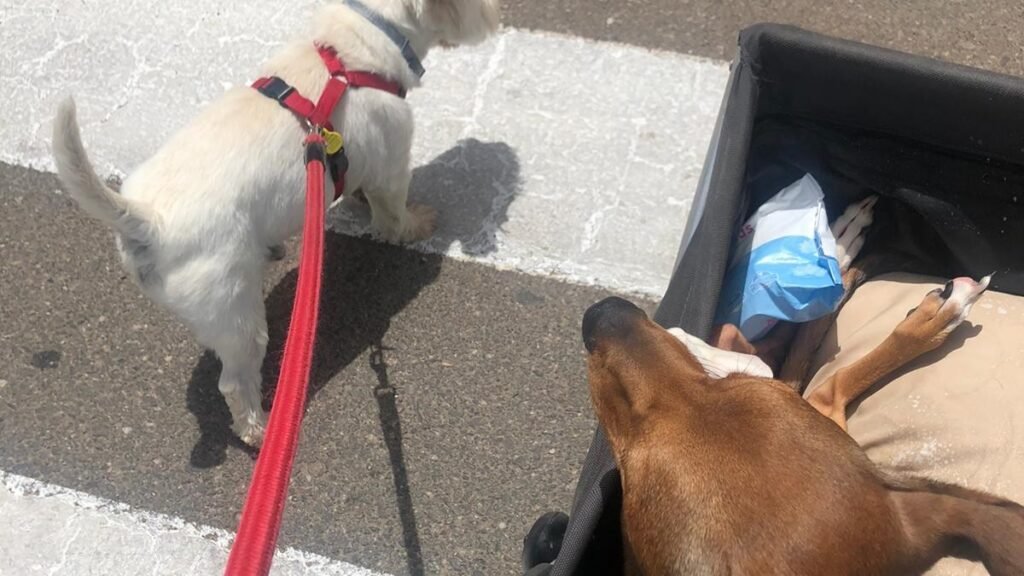 Guardería Canina Guardeperretes – residencia canina en Sevilla