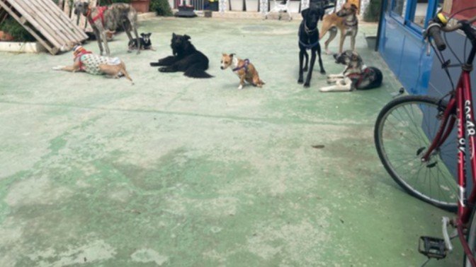 Guardería Canina Cordy – residencia canina en Murcia