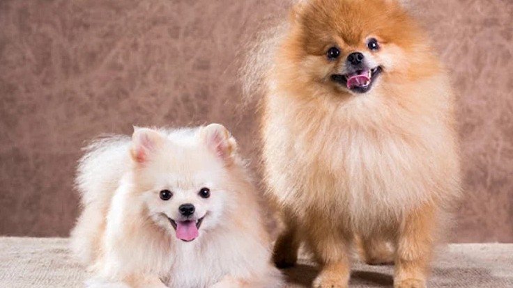 Guardería Canina El Refugio de Zarcan – residencia canina en Zaragoza