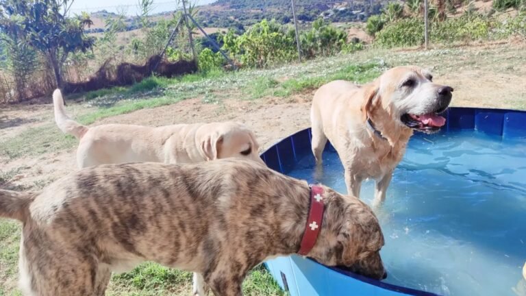 Guardería Canina Home 4 U Dog – residencia canina en Málaga