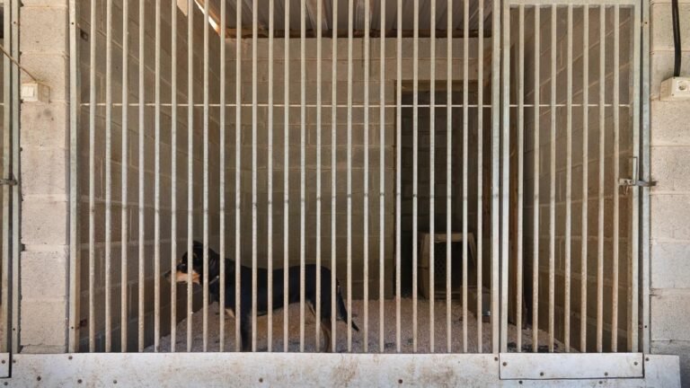 Guardería Canina Win Win – residencia canina en Navarra