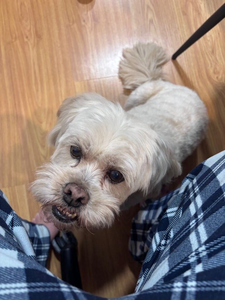 guardog