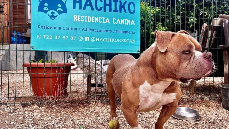 Residencia Canina Hachiko – residencia canina en Málaga