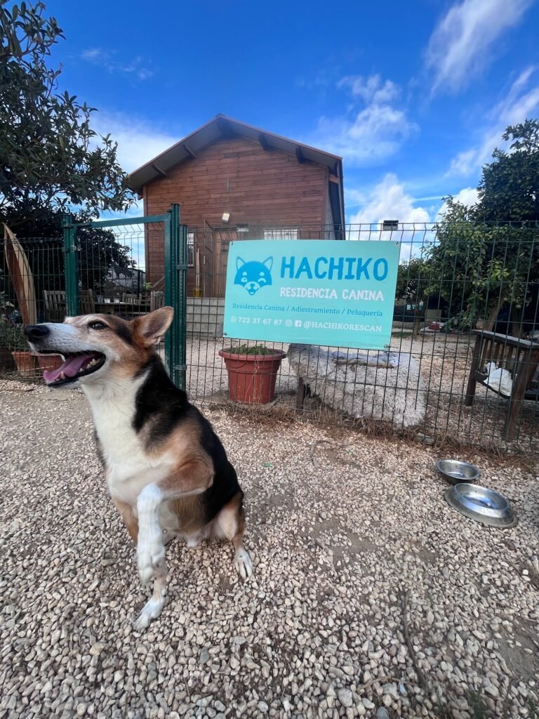 hachiko