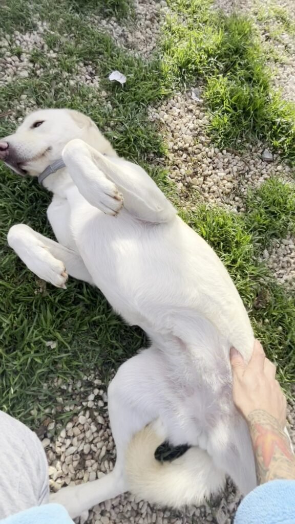 hachiko