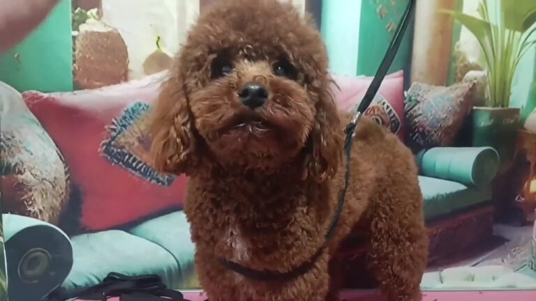 hammam dog's