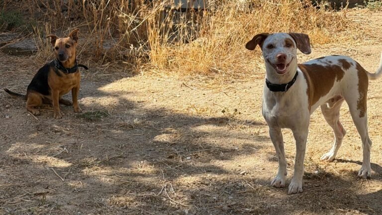 Residencia Canina Haruko – residencia canina en Toledo