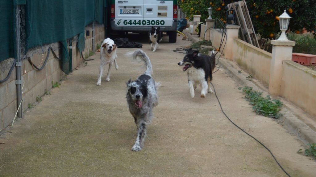Hocicos Mallorca – residencia canina en Baleares