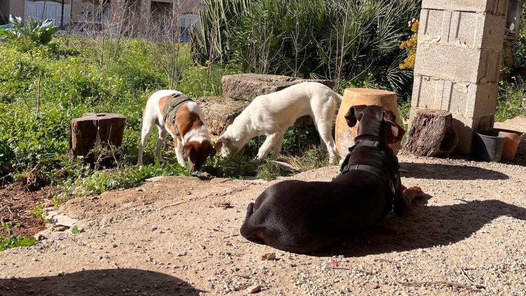 Hogar Canino Jesús Pobre – residencia canina en Alicante