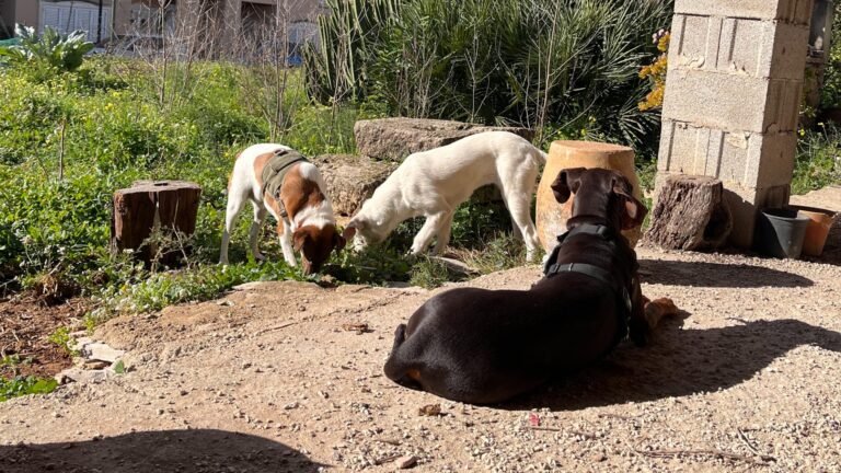 hogar canino jesús pobre