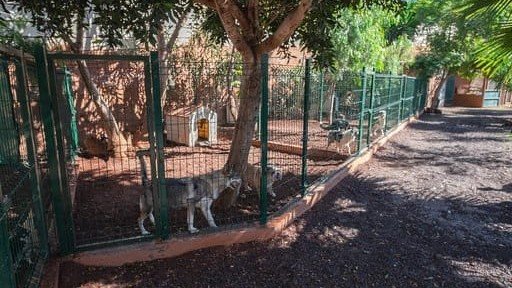 Hotel Canino Don Perro – residencia canina en Santa Cruz de Tenerife