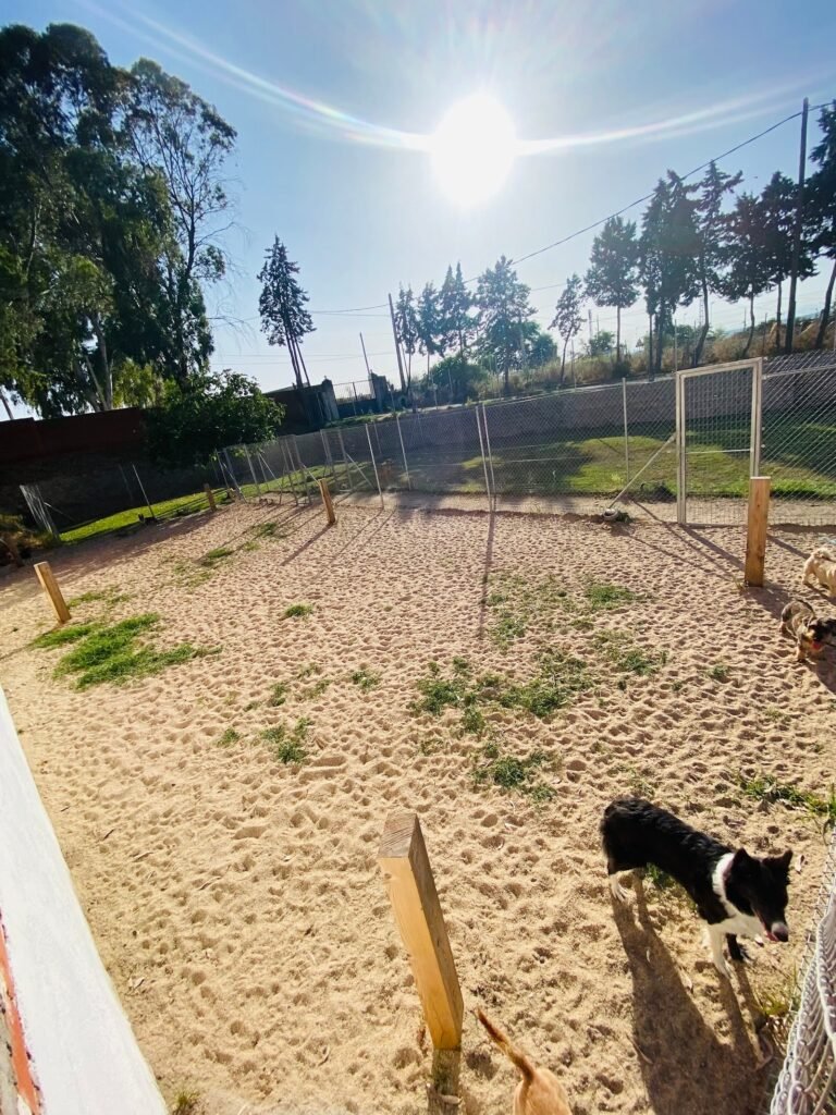 hotel canino talavera