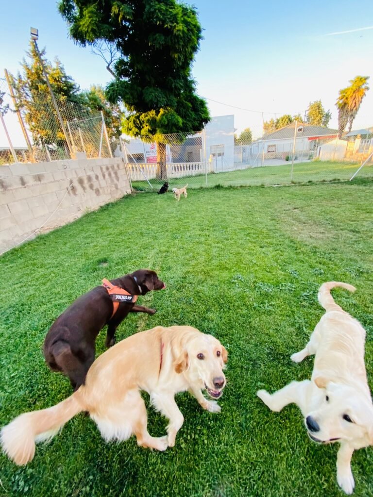 hotel canino talavera