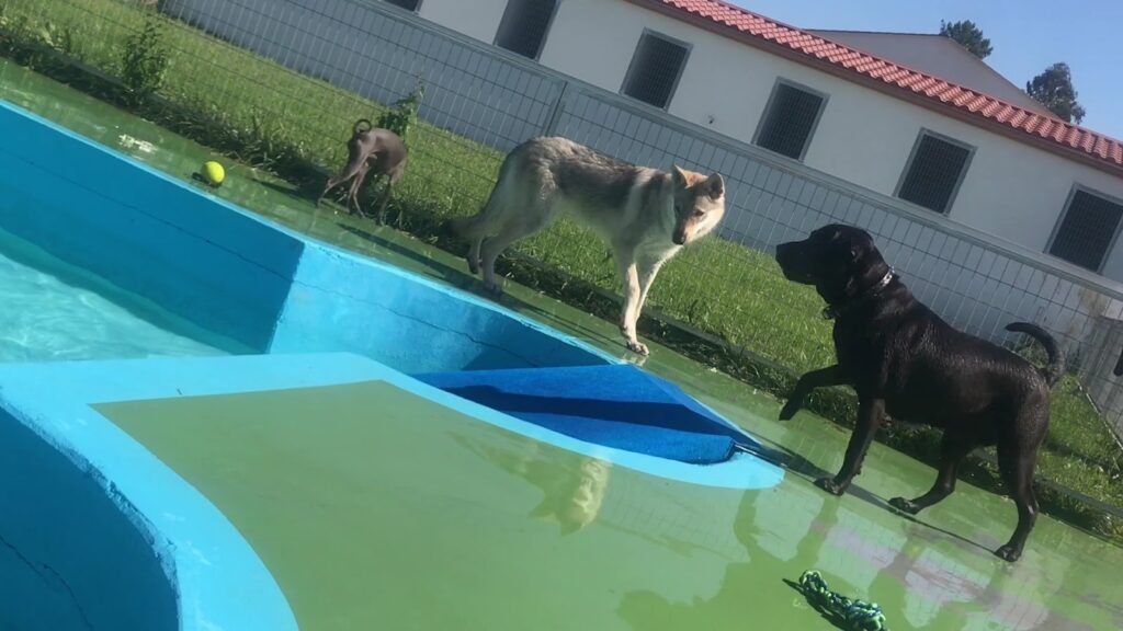 Hotel do Can – residencia canina en A Coruña