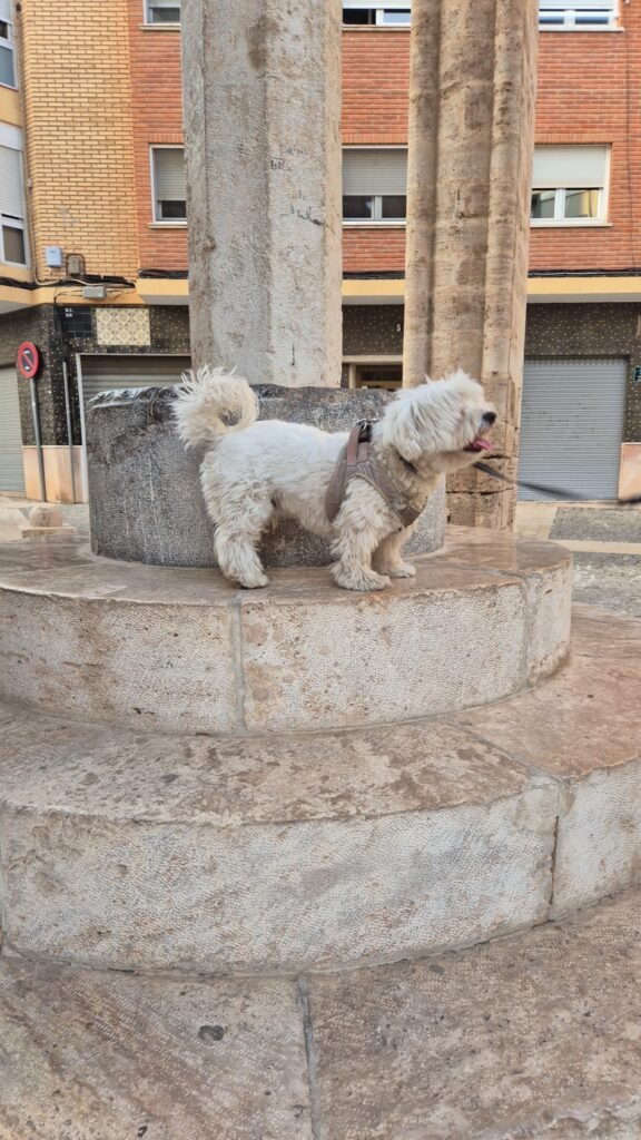 hotel para tu dog