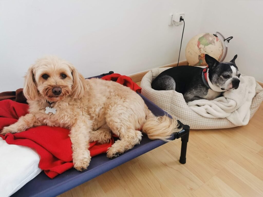 hotel para tu dog