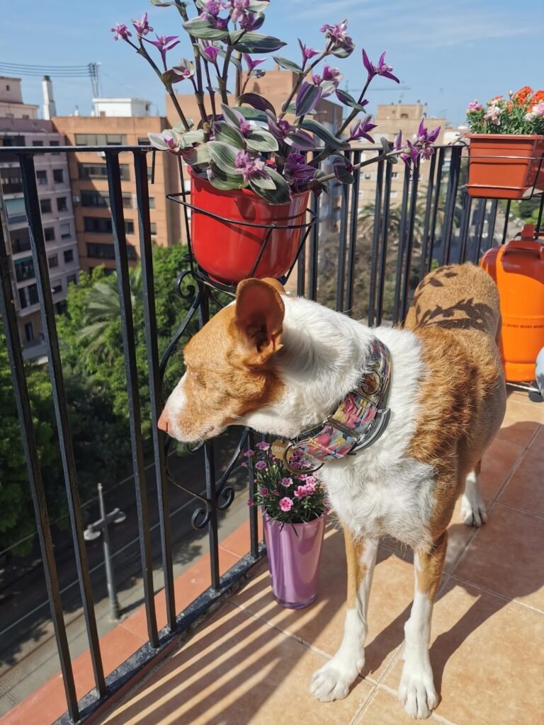 hotel para tu dog