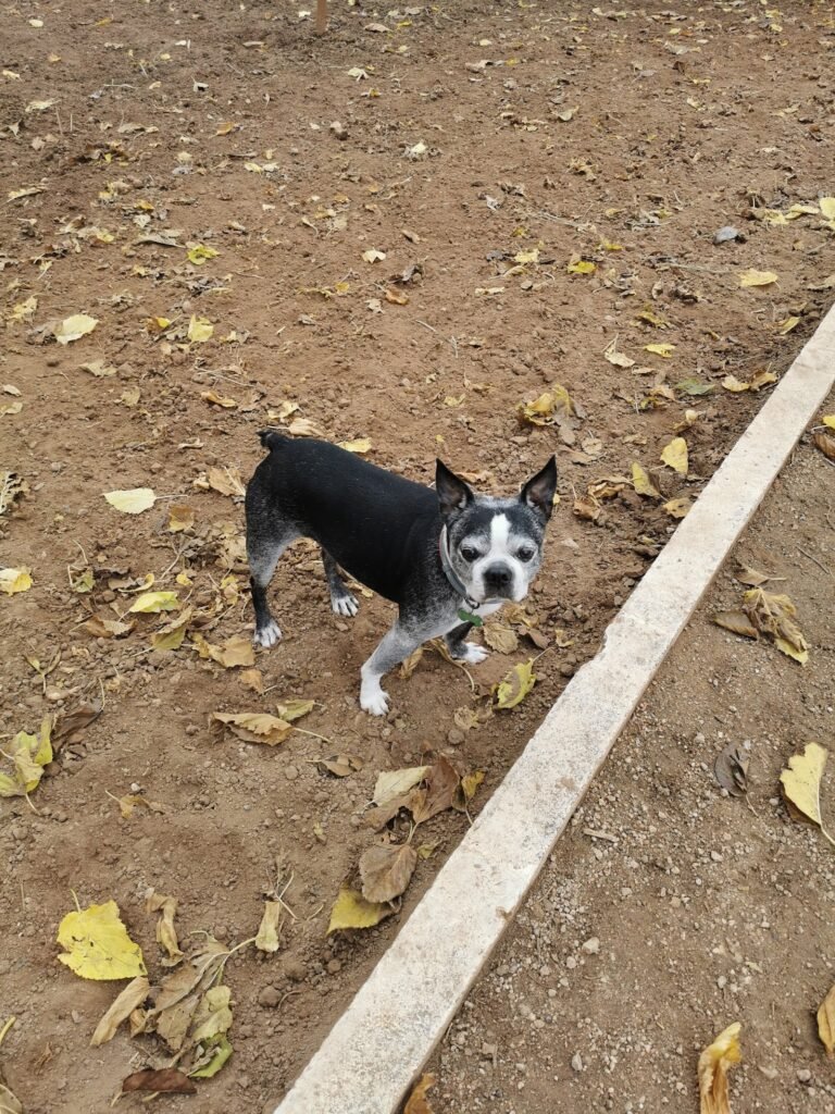 hotel para tu dog