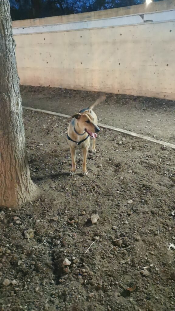 hotel para tu dog