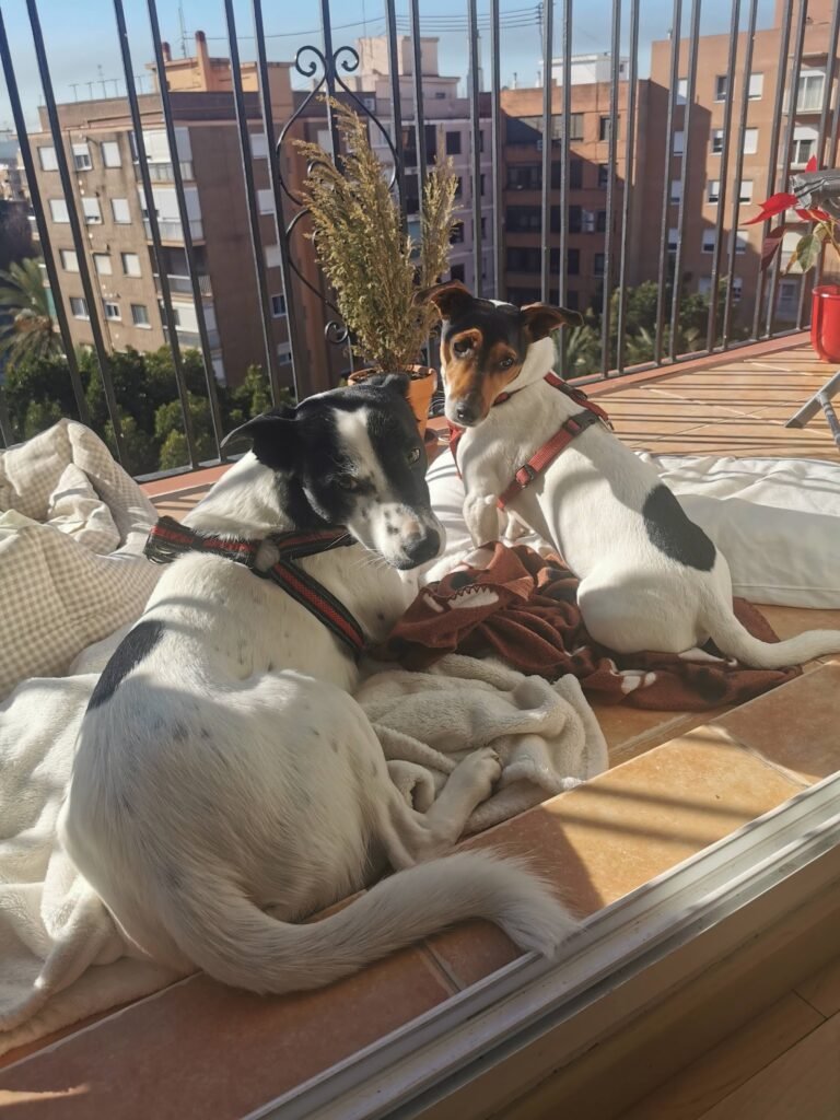 hotel para tu dog