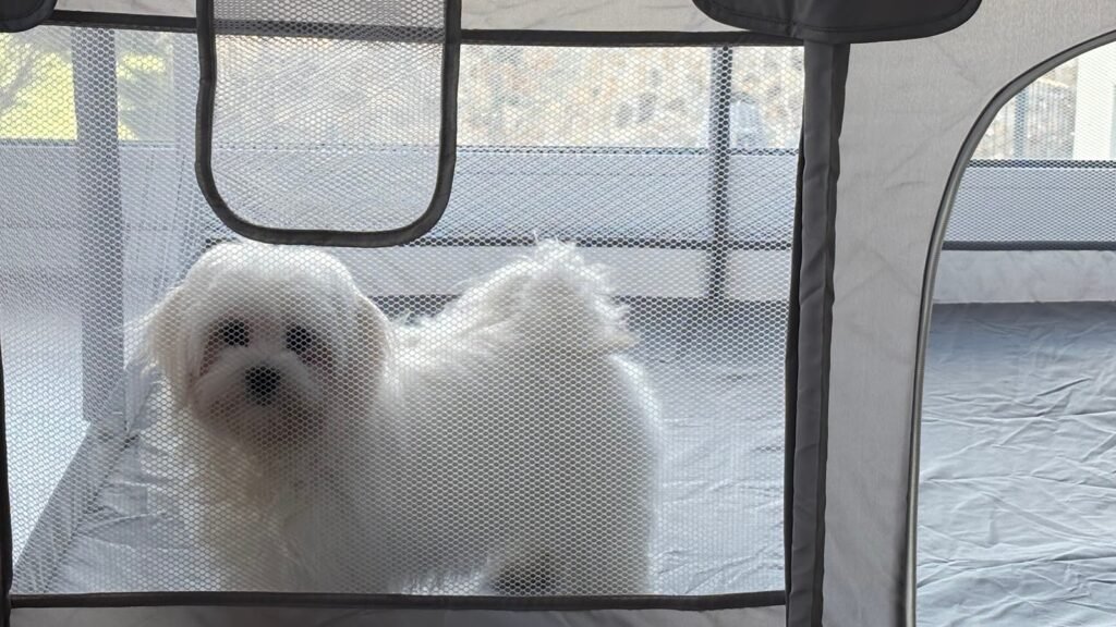 Residencia Canina HotelCan – residencia canina en Lleida