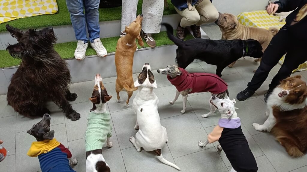 Residencia Canina Huellas Amigas – residencia canina en Madrid