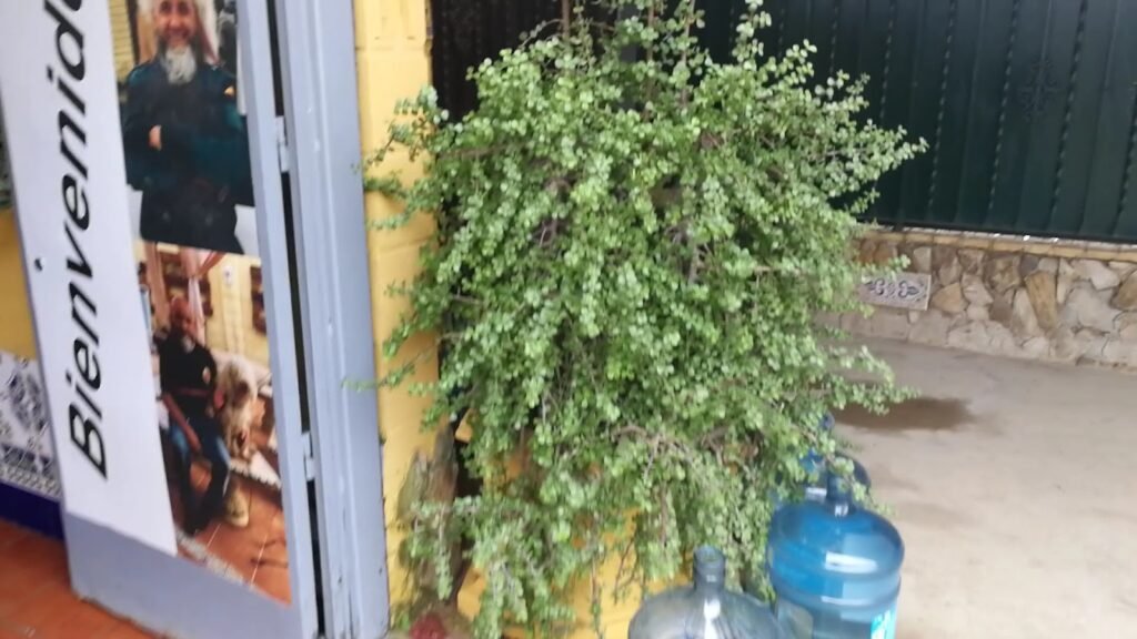 Residencia Canina Huellas de Aldebarán – residencia canina en Sevilla
