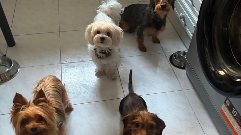 Guardería Canina Ikican – residencia canina en Madrid