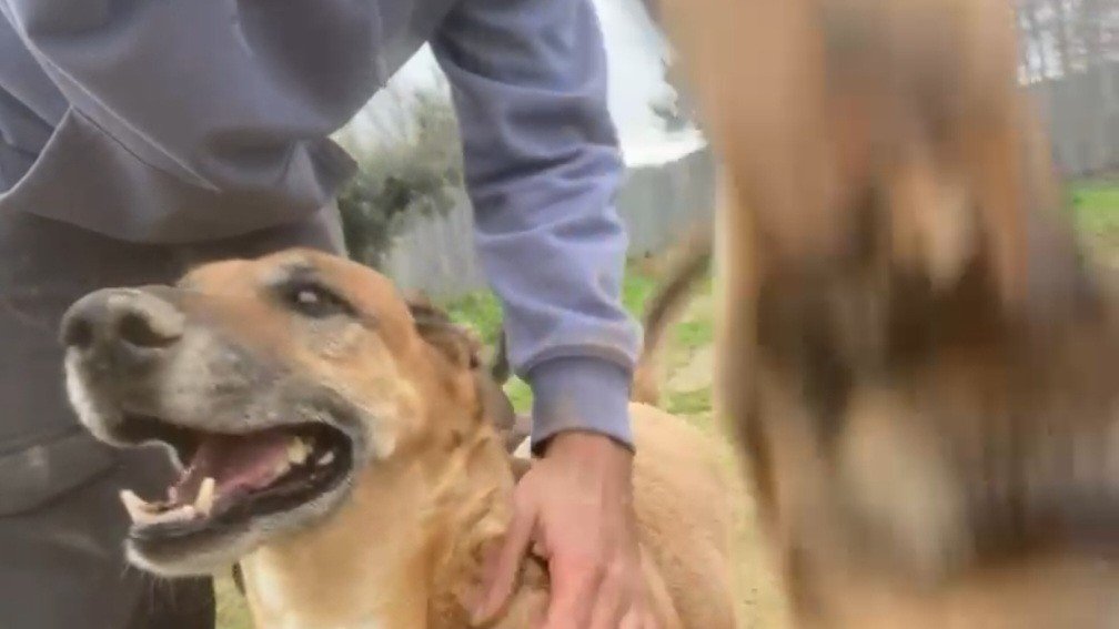 Guardería Canina Instint Animal – residencia canina en Lleida