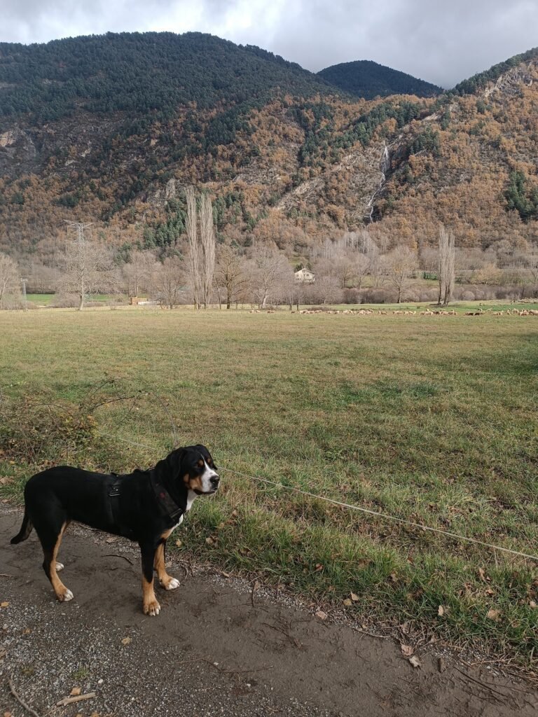 instints barravés