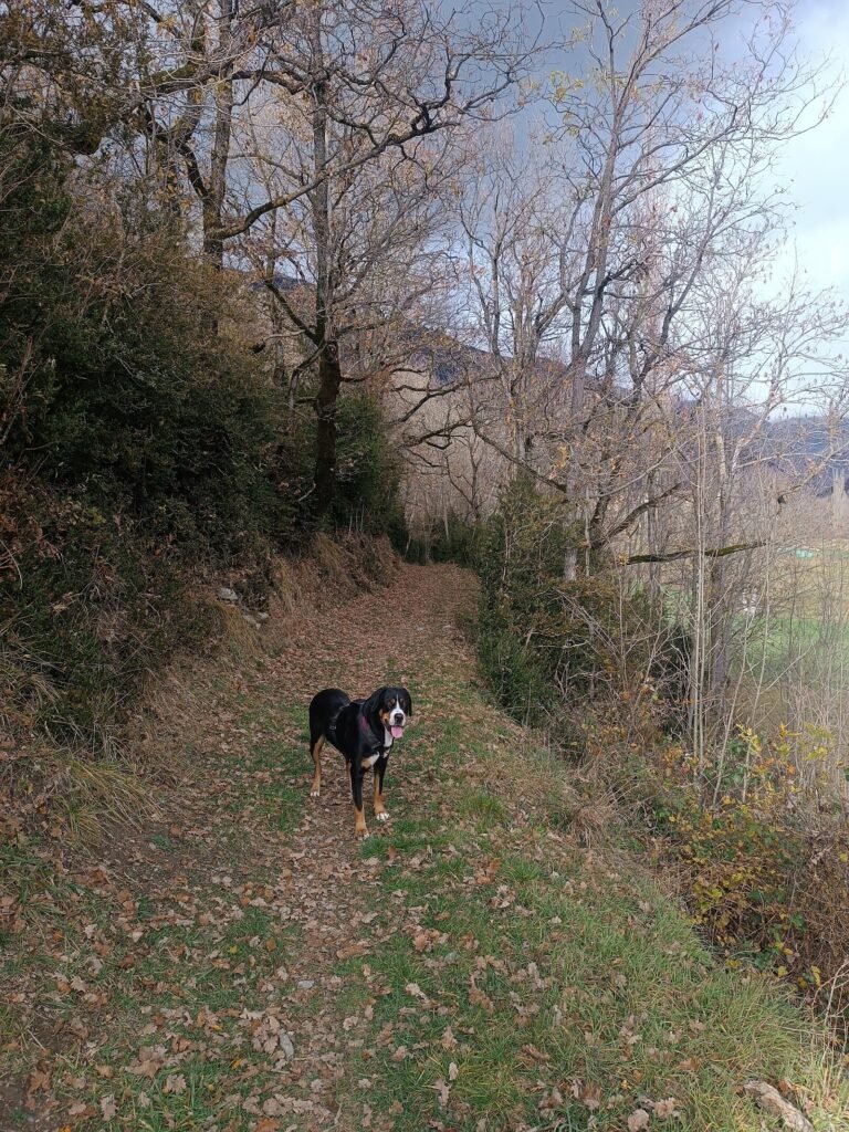 instints barravés