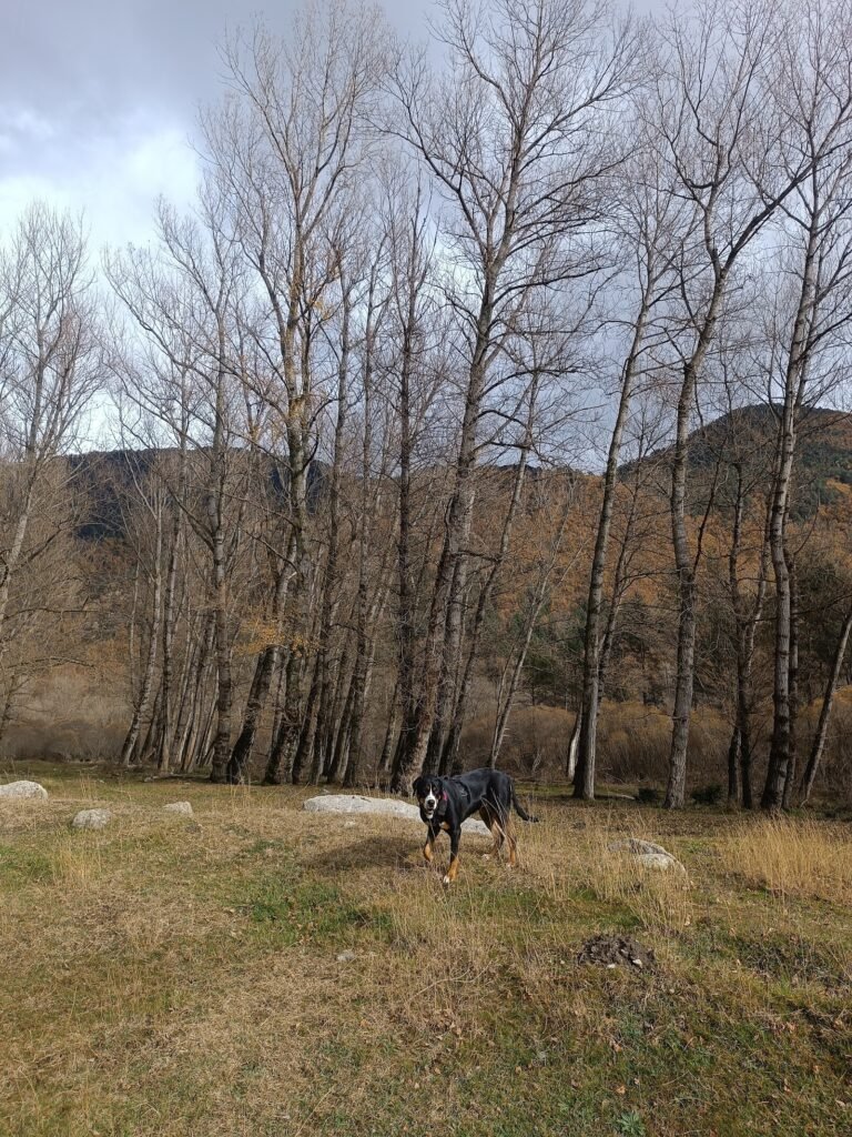 instints barravés