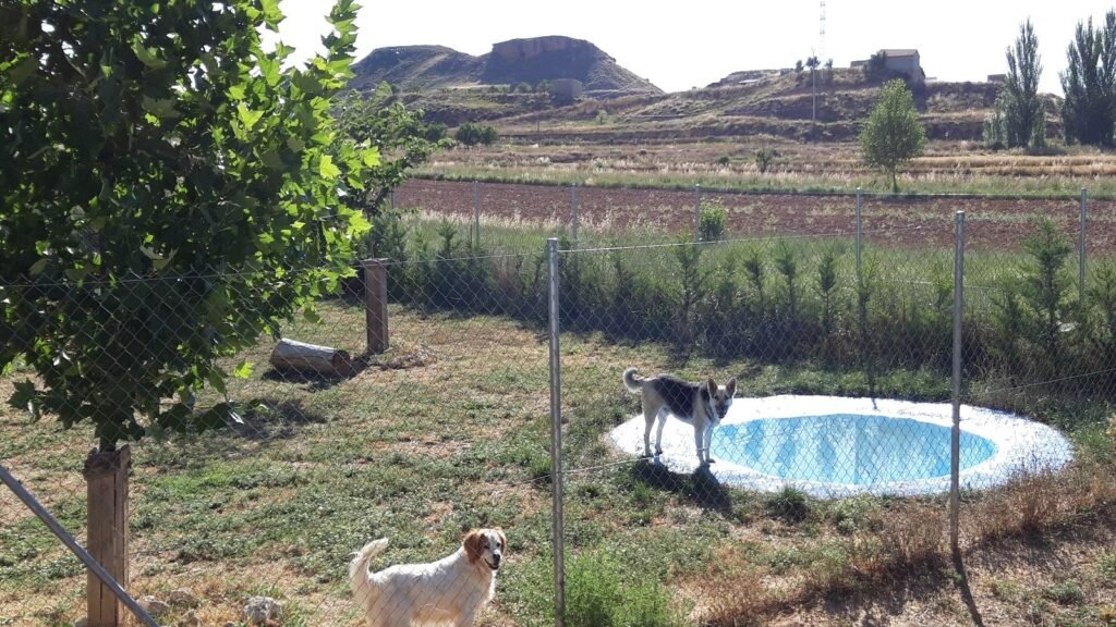 Residencia Canina Jaranela – residencia canina en Teruel