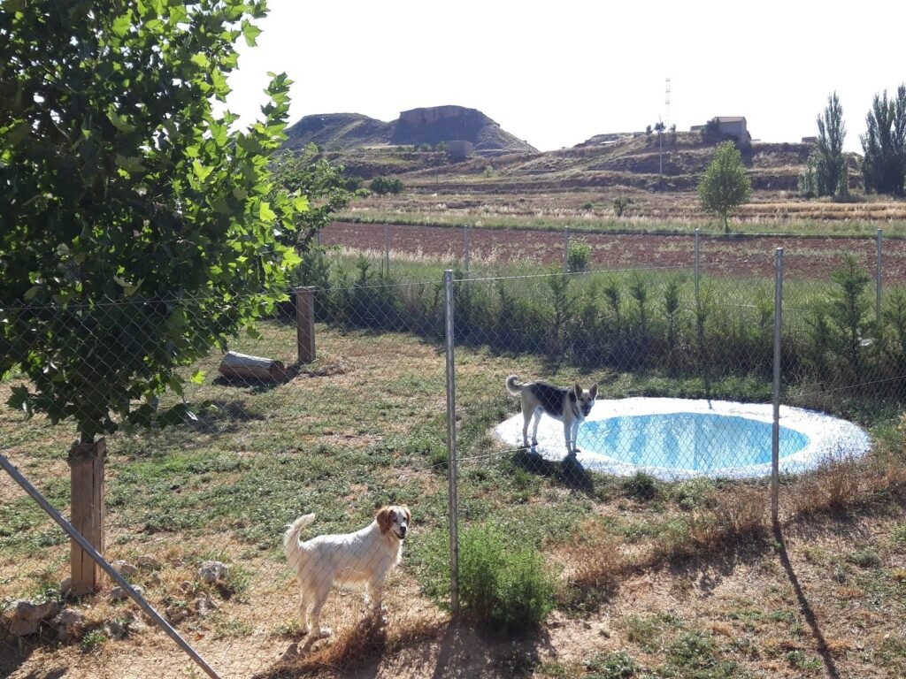 jaranela