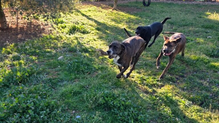 Residencia Canina Jordi Mestres – residencia canina en Tarragona