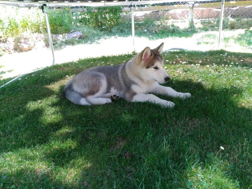kabluna