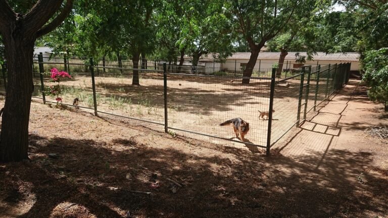 Residencia Canina Kennel Sahara – residencia canina en Sevilla