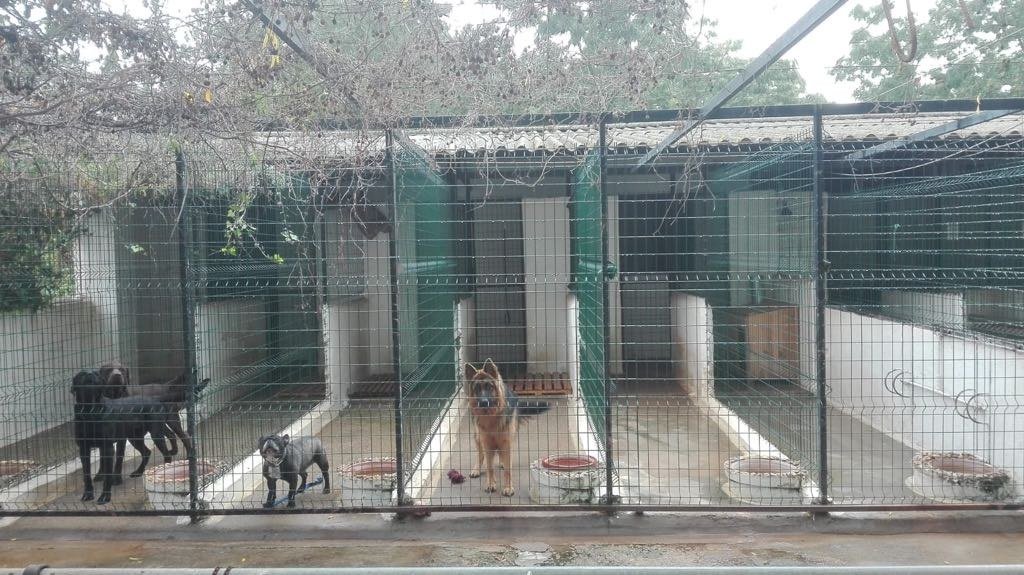 kennel sahara