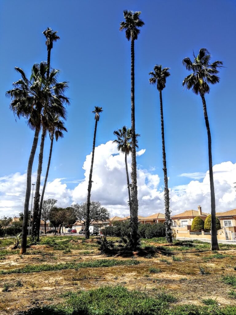 la almazara