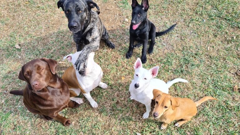 Residencia Canina La Casa Del Abuelo – residencia canina en Málaga