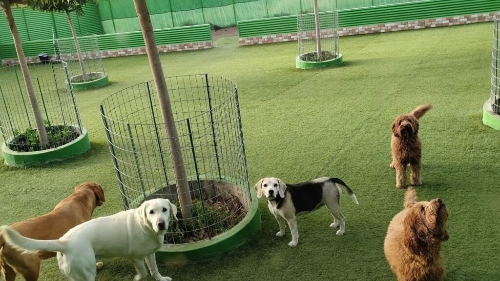 Residencia Canina La Casona de Wendy – residencia canina en Las Palmas