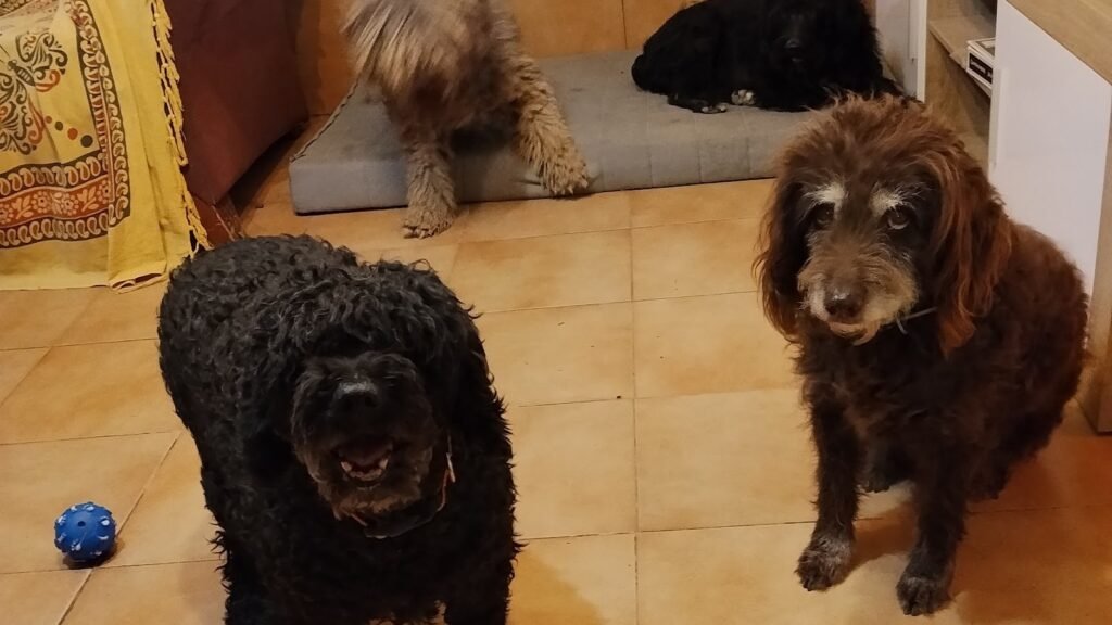Guardería Canina La Comuna Canina – residencia canina en Sevilla