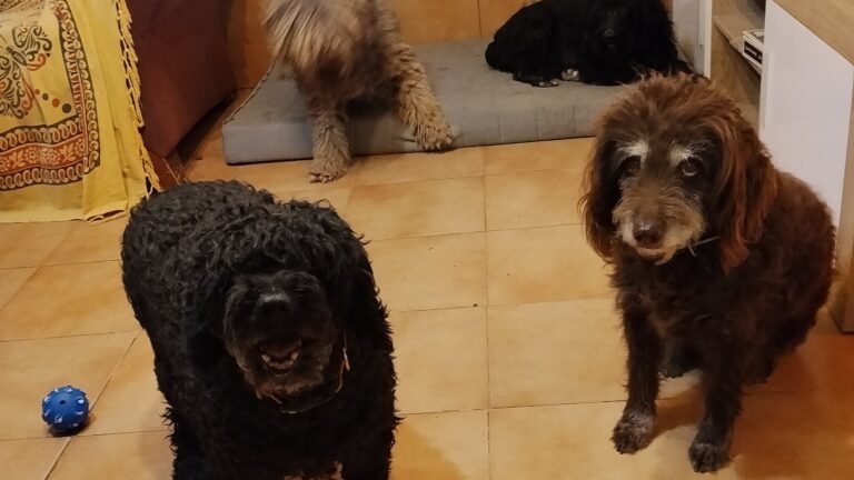 Guardería Canina La Comuna Canina – residencia canina en Sevilla