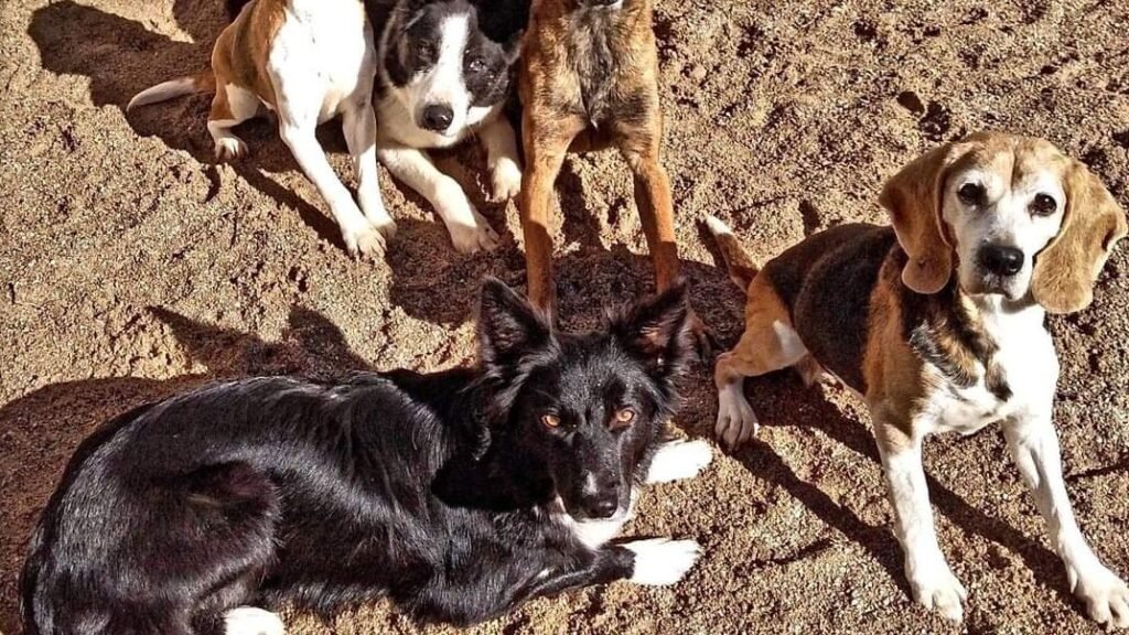Residencia Canina La Daga – residencia canina en Lleida