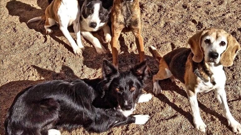 Residencia Canina La Daga – residencia canina en Lleida