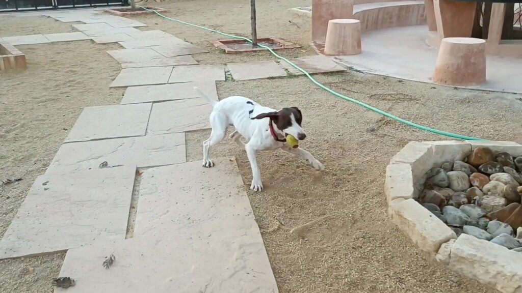 Residencia Canina La Dama y El Vagabundo – residencia canina en Murcia