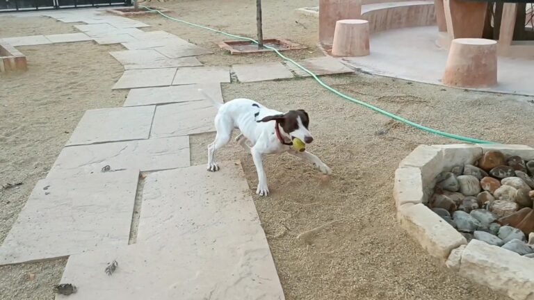 Residencia Canina La Dama y El Vagabundo – residencia canina en Murcia