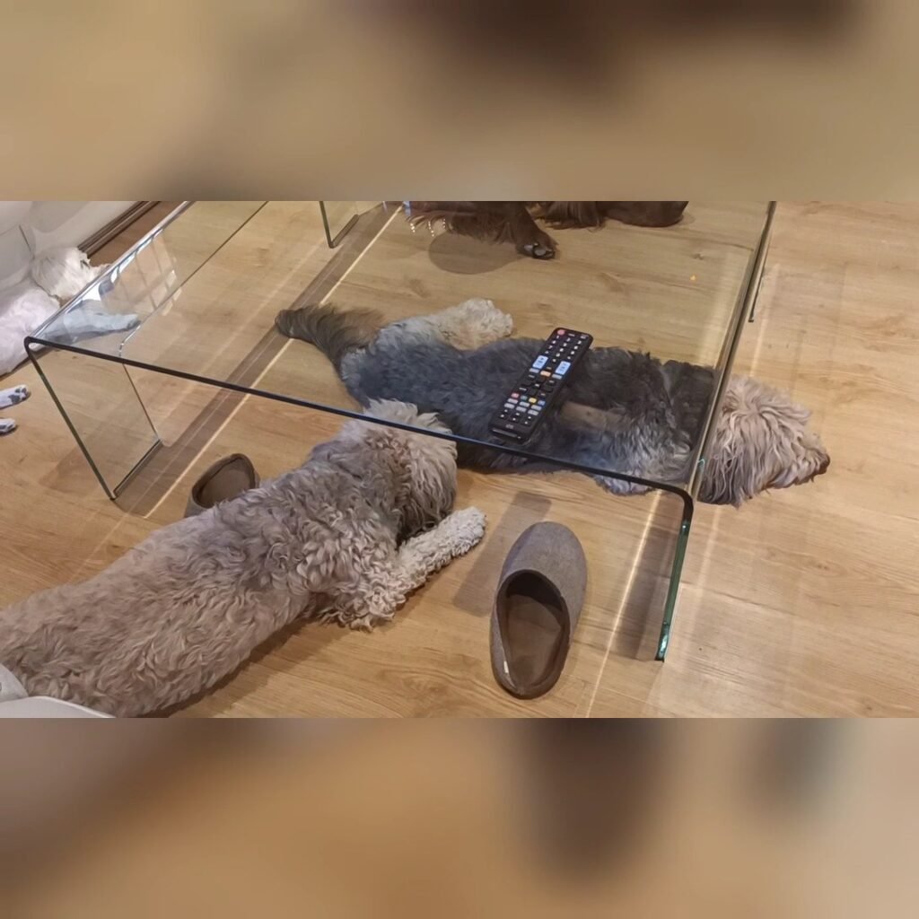 la dama y el vagabundo