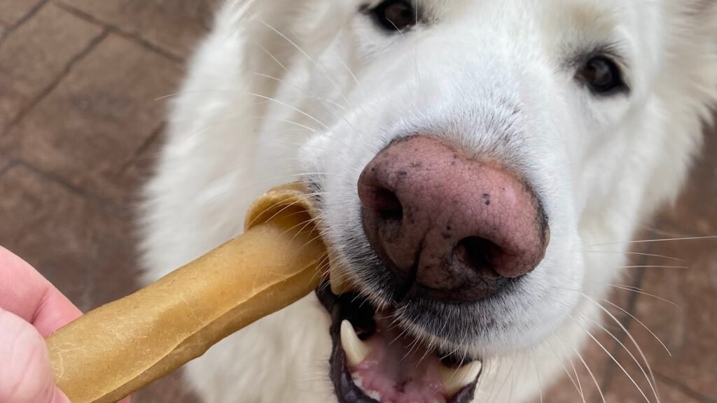 La Guardería de Vero – residencia canina en Baleares